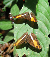 Adelpha boeotia