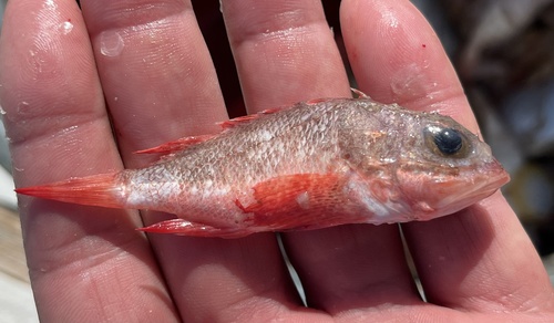 Smoothhead scorpionfish (Scorpaena calcarata) — Scorpaenidae — 2