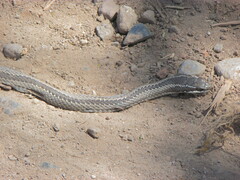 Philodryas chamissonis