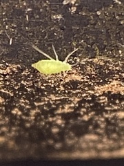 Macrosiphum