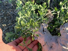 Ibervillea sonorae