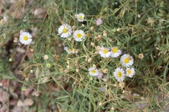 Erigeron karvinskianus