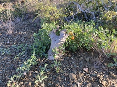Ibervillea sonorae