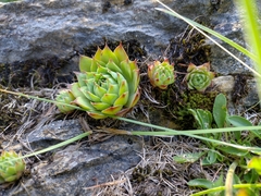 Sempervivum