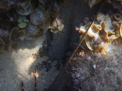 Holothuria inornata