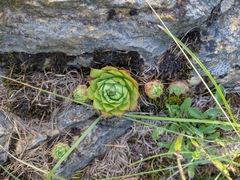 Sempervivum