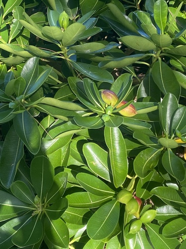 Ochrosia elliptica