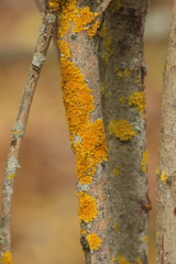 Xanthoria parietina