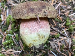 Boletus smithii