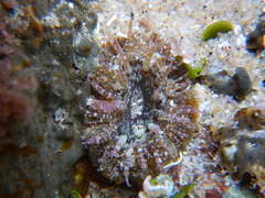 Actinostella bradleyi