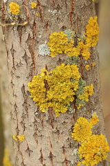 Xanthoria parietina