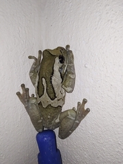 Trachycephalus vermiculatus