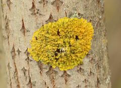 Xanthoria parietina