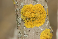 Xanthoria parietina