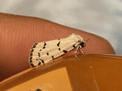 Grotella binda
