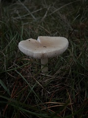Amanita junquillea