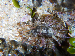Actinostella bradleyi