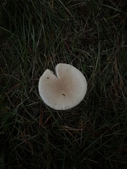 Amanita junquillea