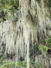 Usnea longissima