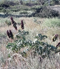 Melianthus major