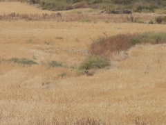 Vulpes vulpes silacea