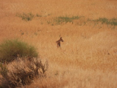 Vulpes vulpes silacea