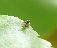 Polyporivora picta
