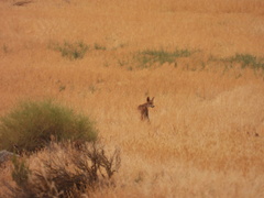 Vulpes vulpes silacea