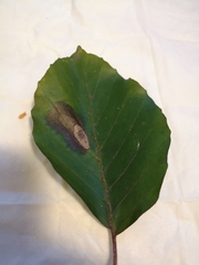 Phyllonorycter maestingella