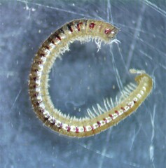 Blaniulidae