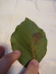 Phyllonorycter maestingella