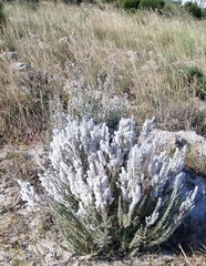 Eriocephalus racemosus