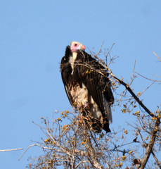 Trigonoceps occipitalis
