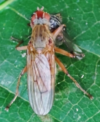 Diptera