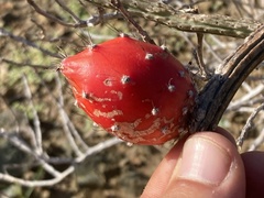 Peniocereus striatus