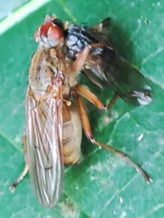Diptera