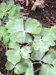 Erysiphe aquilegiae