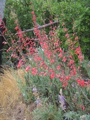 Penstemon centranthifolius