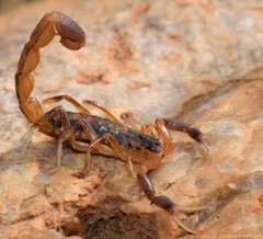 Uroplectes triangulifer