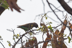 Poicephalus meyeri