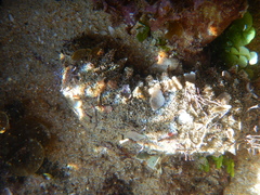 Holothuria inornata