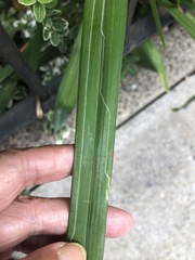 Ophiomyia kwansonis
