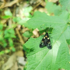 Trypanophora semihyalina