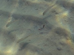 Mullus barbatus