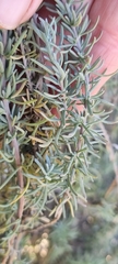 Eriocephalus racemosus