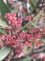 Maytenus acuminata acuminata