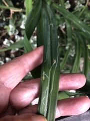Ophiomyia kwansonis