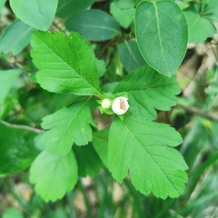 Crataegus cuneata