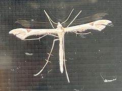 Platyptilia