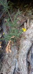 Ulex gallii